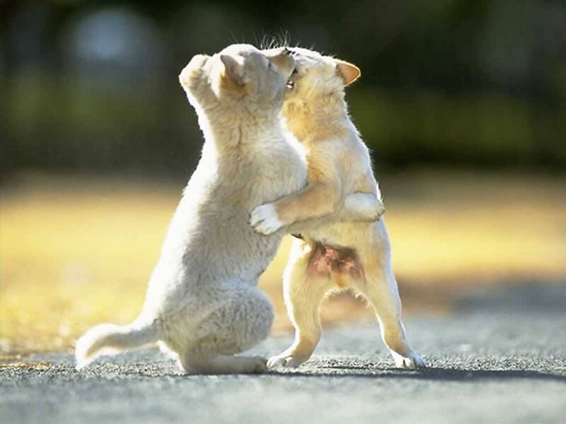Two puppies playing together