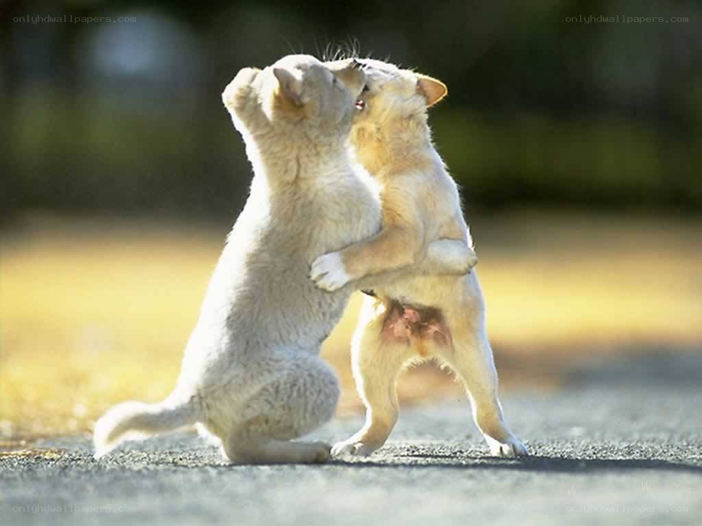 Two puppies playing together