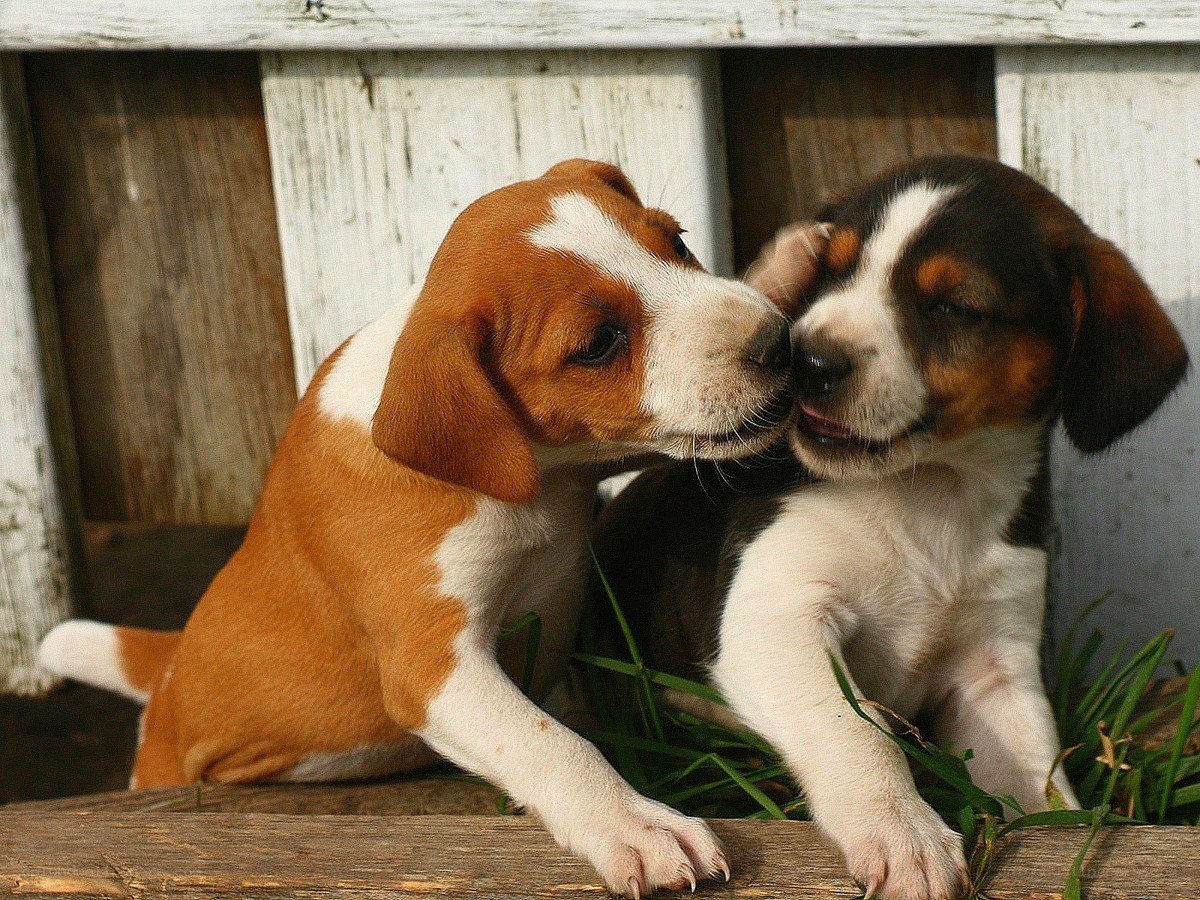 Two puppies playing together