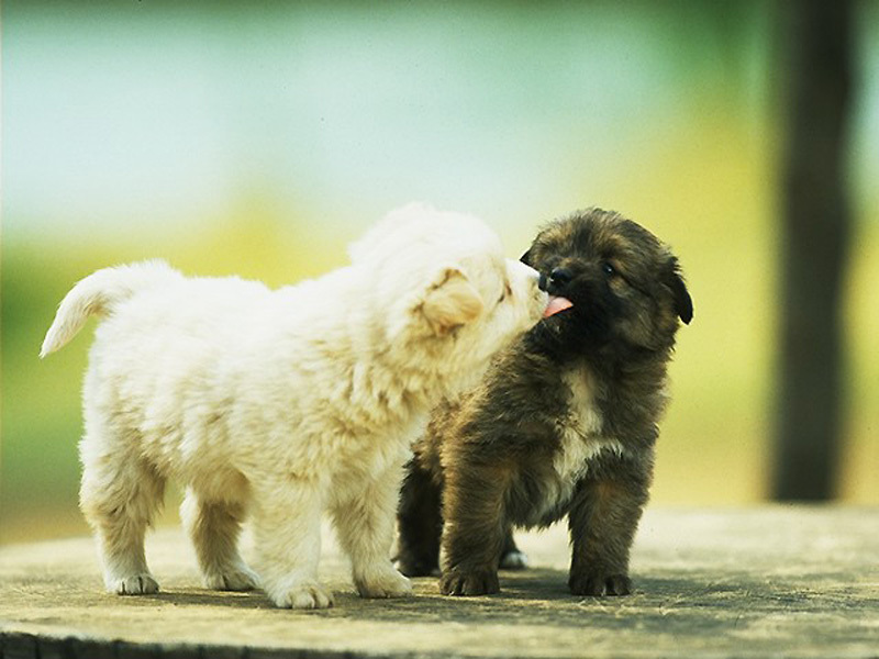 Two puppies playing together