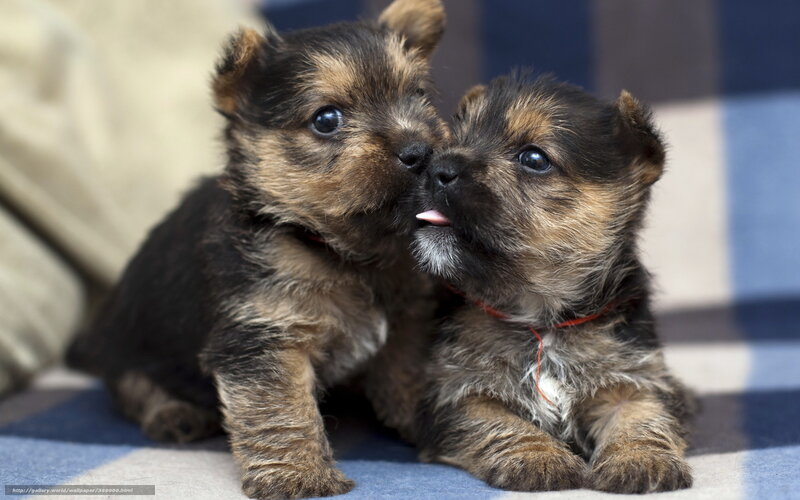 Two puppies playing together