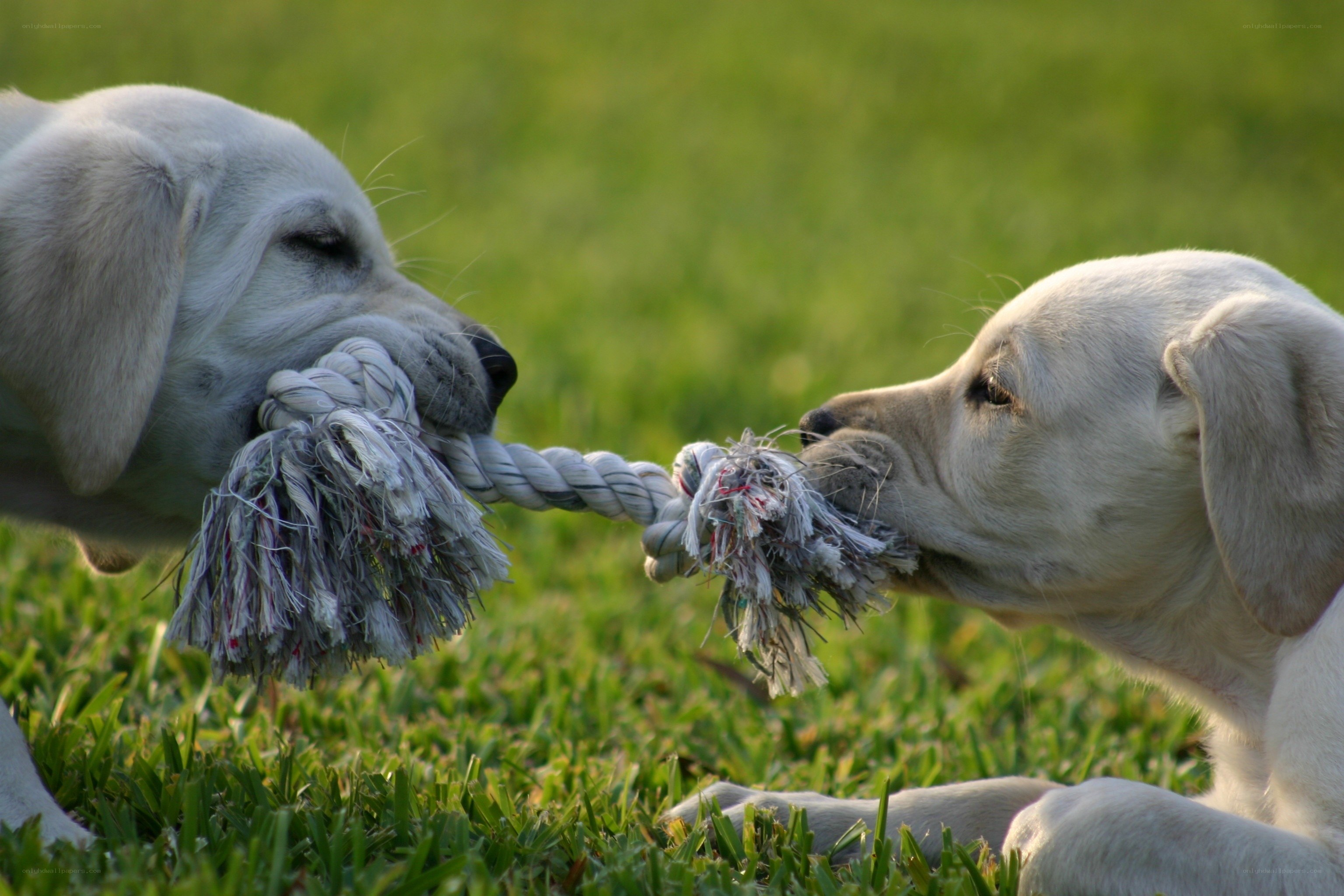 two puppies playing tug-of-war