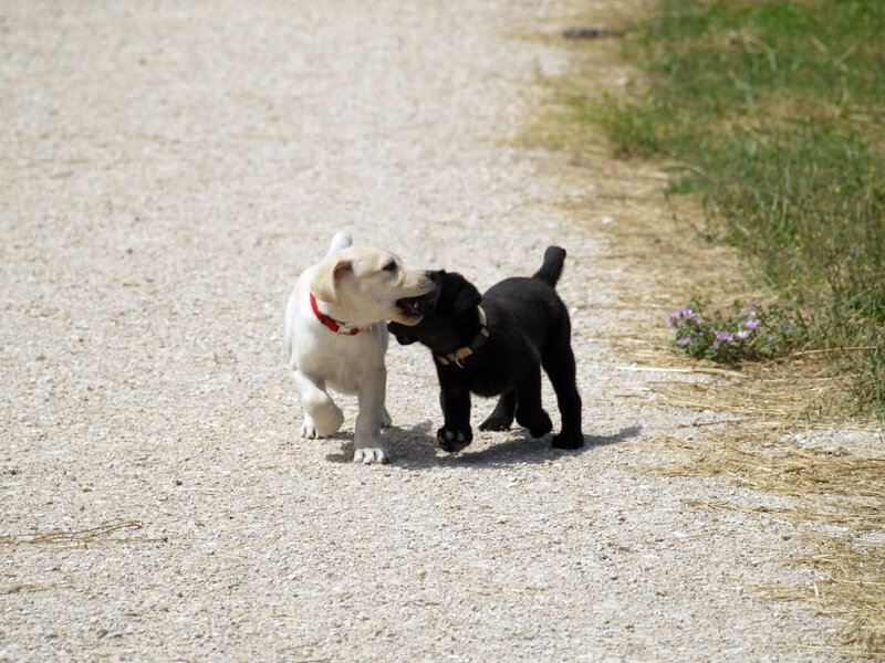 Two Puppies Playing — White, Playful, Afternoon
