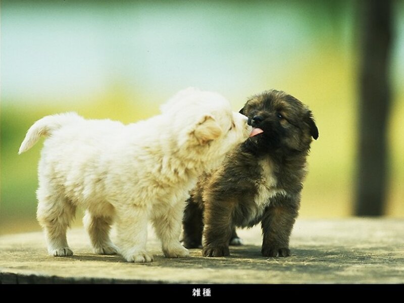 Two Puppies Playing — White, Playful