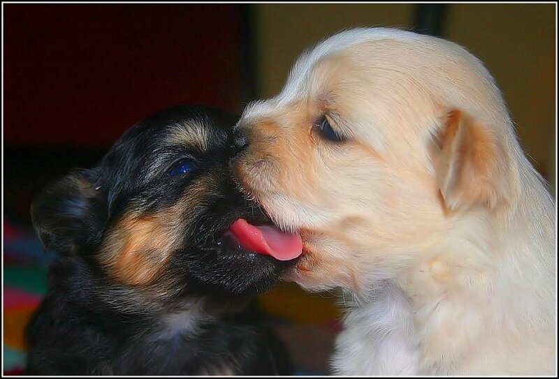 Two Puppies Playing — White