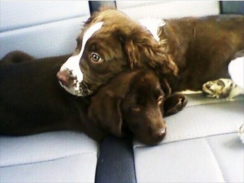 Two puppies resting together