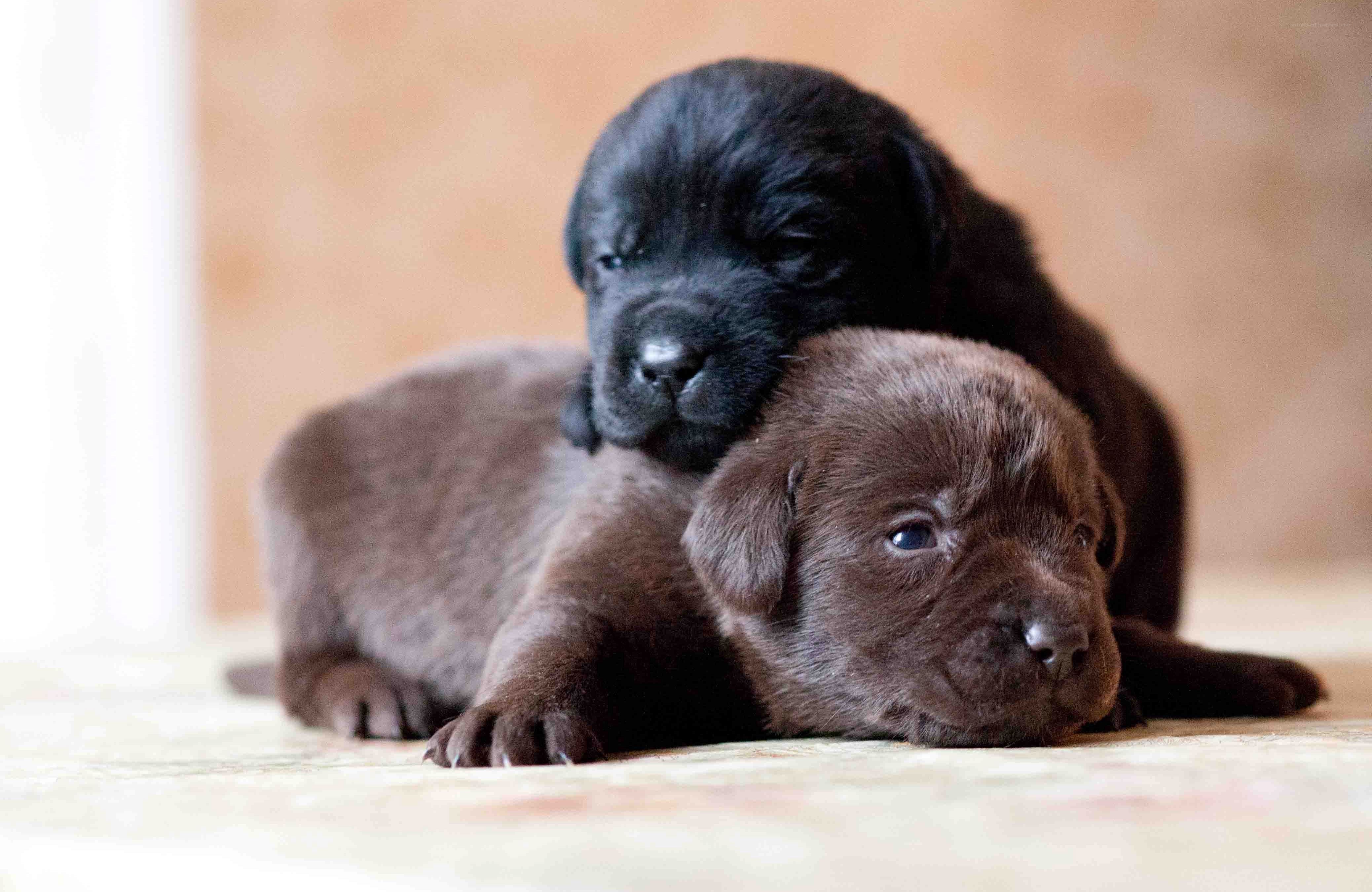 Two puppies resting together