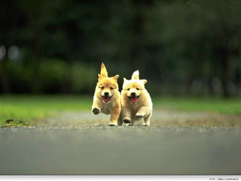 two puppies running on a path