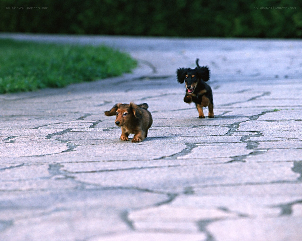 Two puppies running on pavement
