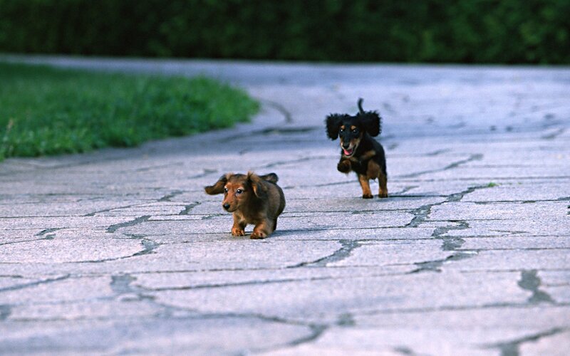 Two puppies running on pavement