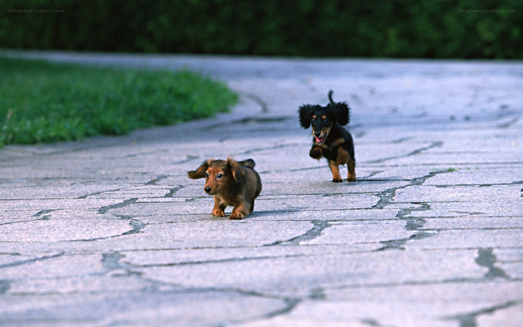 Two puppies running on pavement