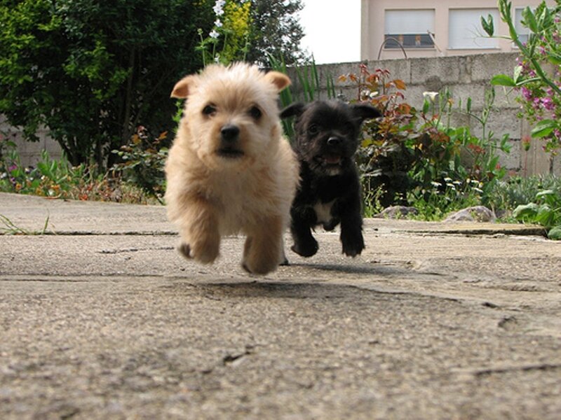 Two Puppies Running