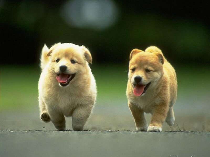 Two puppies running together