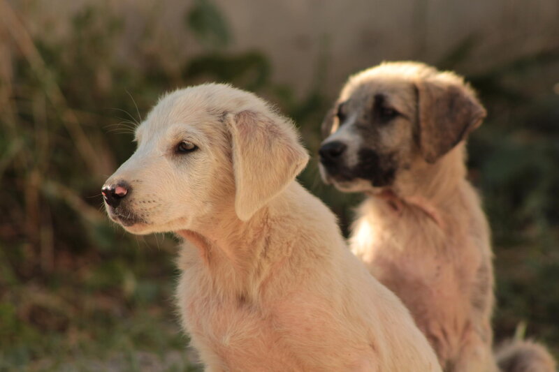 Two Puppies Sitting — Beige, Calm, Afternoon