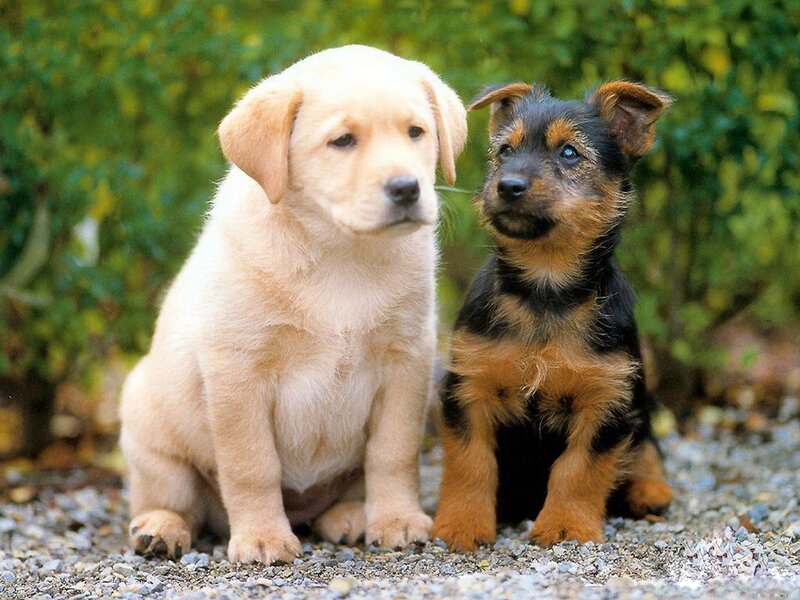 Two Puppies Sitting — Beige, Calm