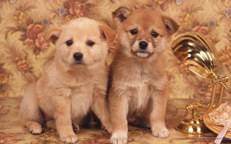 Two Puppies Sitting — Beige