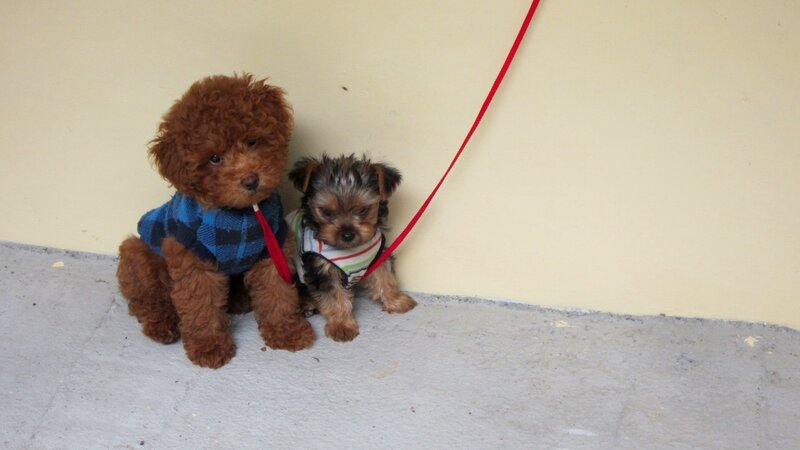 Two Puppies Sitting — Brown