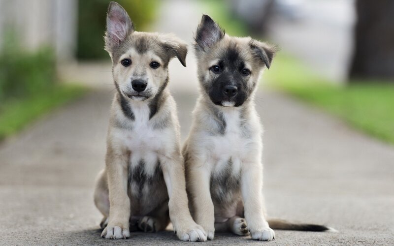 Two Puppies Sitting — Gray, Calm