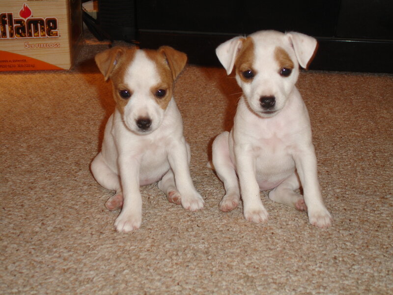two puppies sitting on carpet