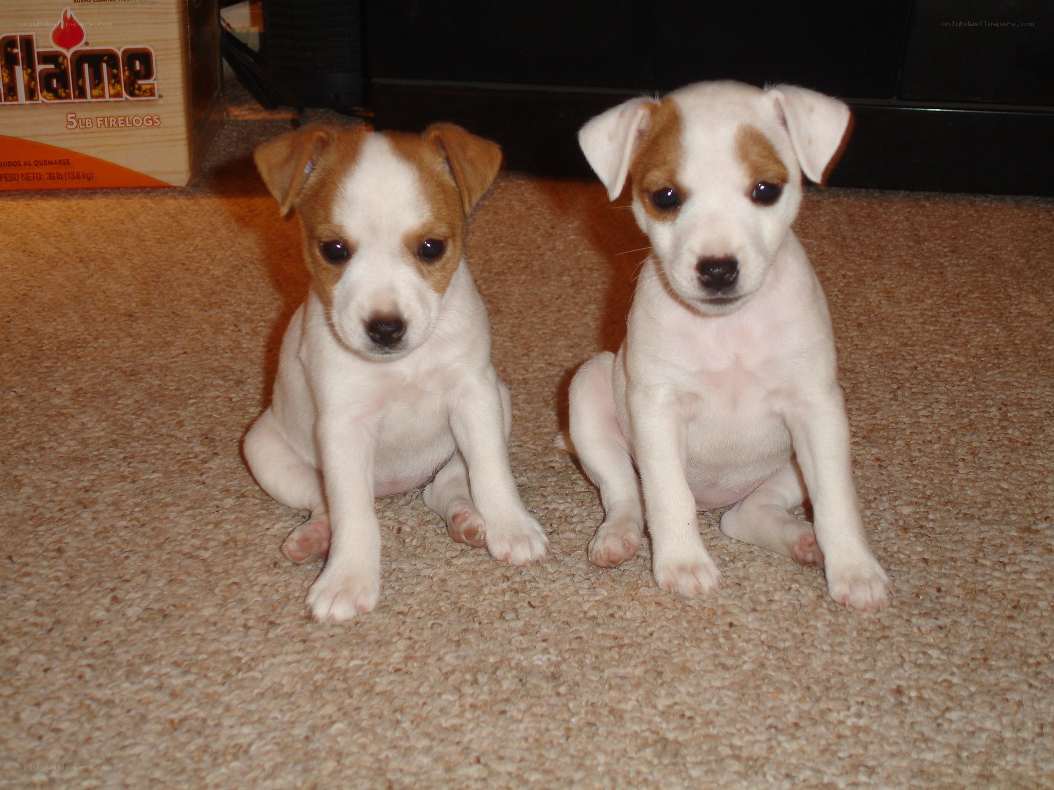two puppies sitting on carpet