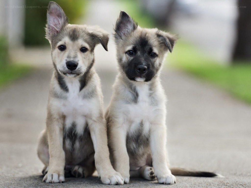 two puppies sitting together