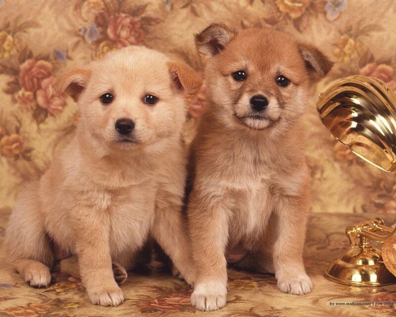 Two puppies sitting together