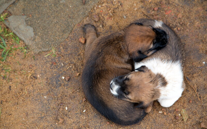 Two Puppies Sleeping — Brown