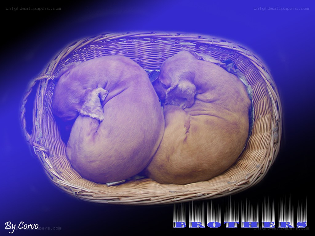 Two puppies sleeping in a basket