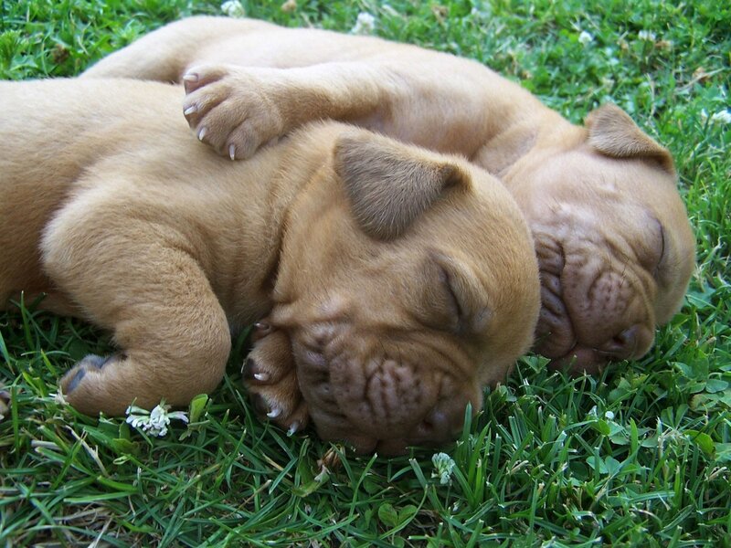 Two Puppies Sleeping