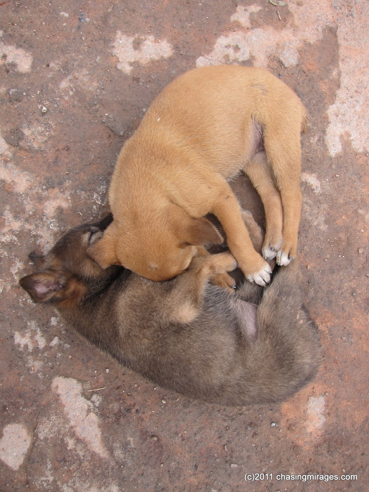 Two puppies sleeping together