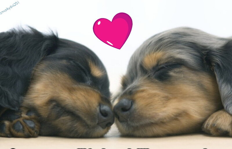 two puppies sleeping together