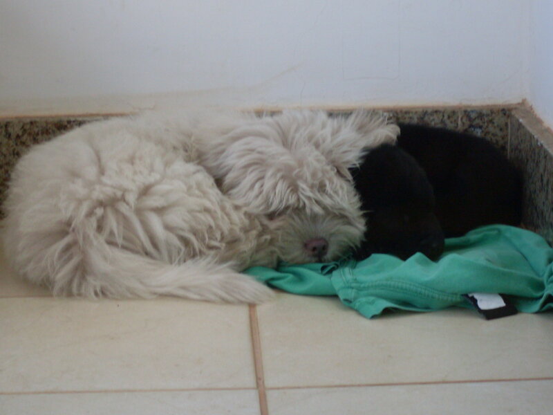 Two puppies sleeping together