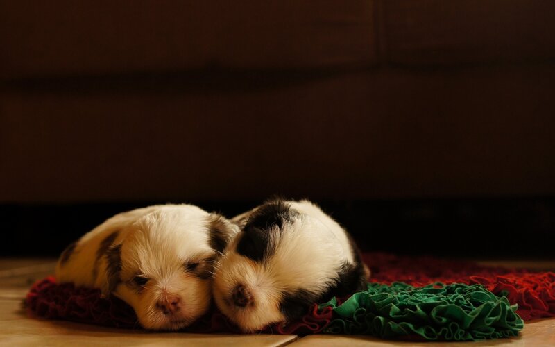 Two Puppies Sleeping — White, Calm