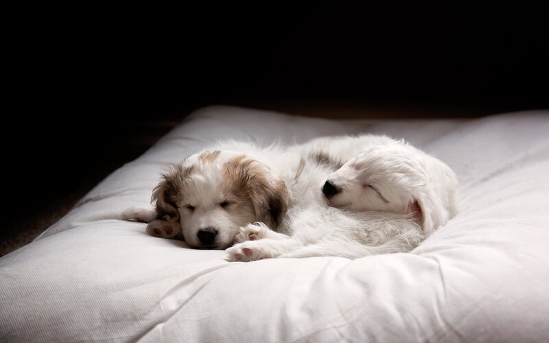 Two Puppies Sleeping — White, Peaceful