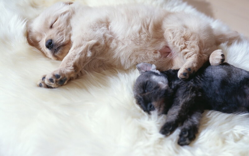 Two Puppies Sleeping — White