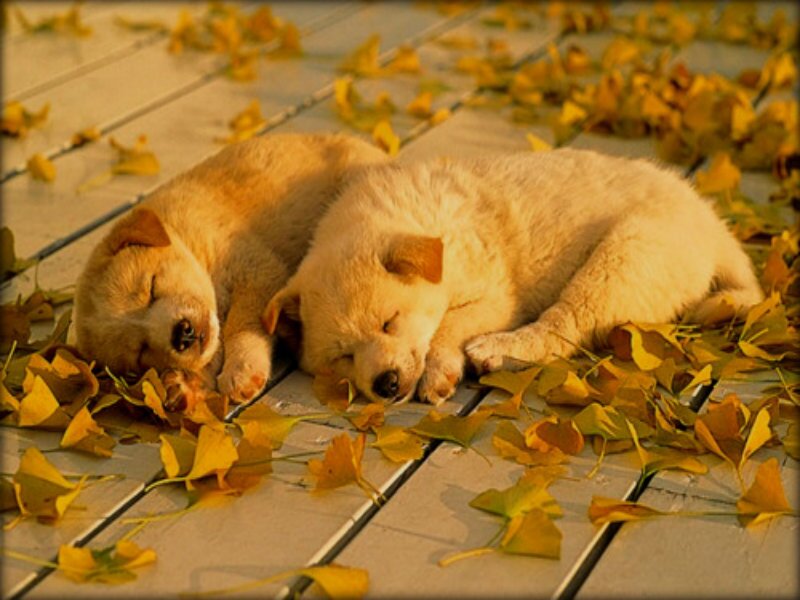 Two Puppies Sleeping — Yellow