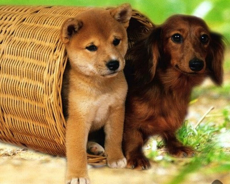 Two Puppies Together — Brown