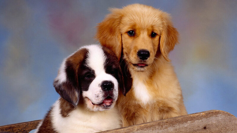Two Puppies Together