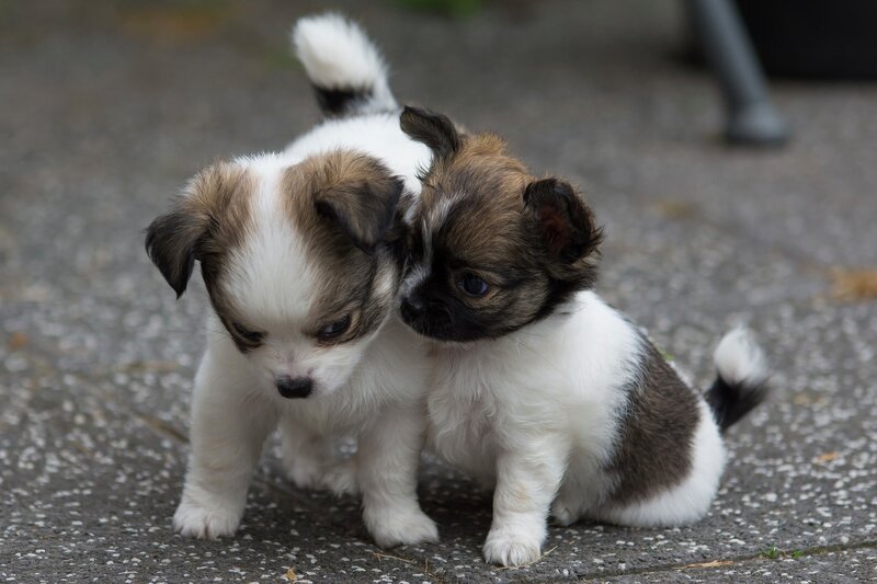 Two Puppies Together — White, Calm
