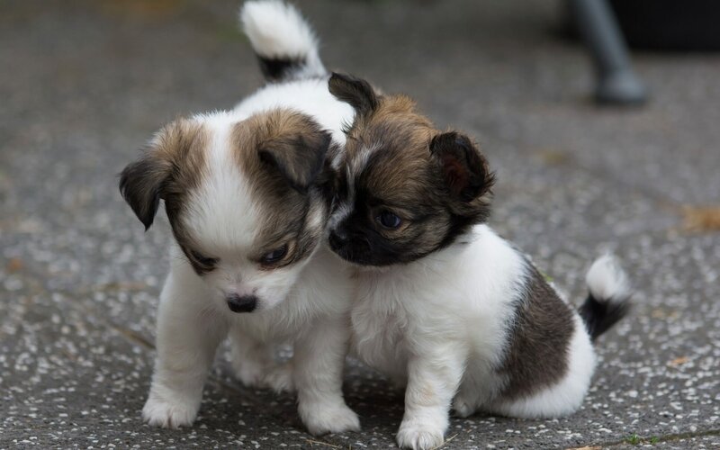 Two Puppies Together — White