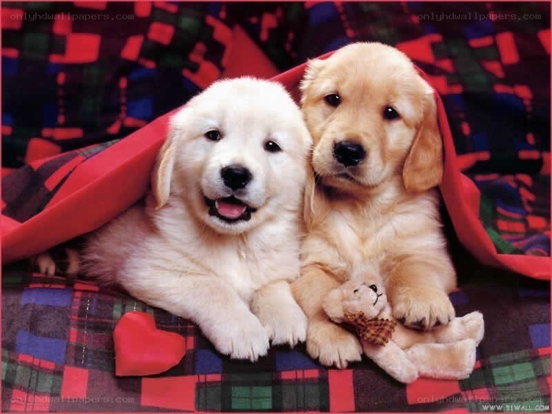 Two puppies under a blanket