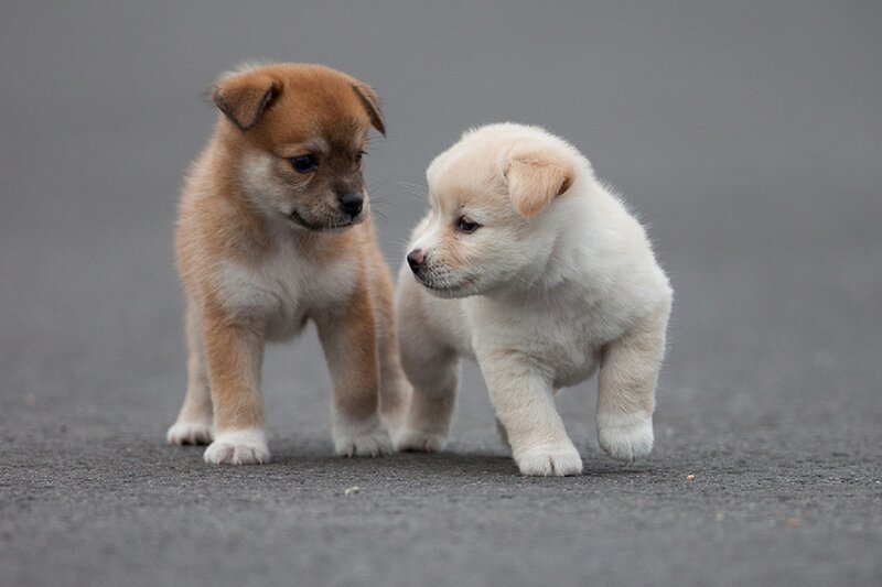 Two Puppies Walking