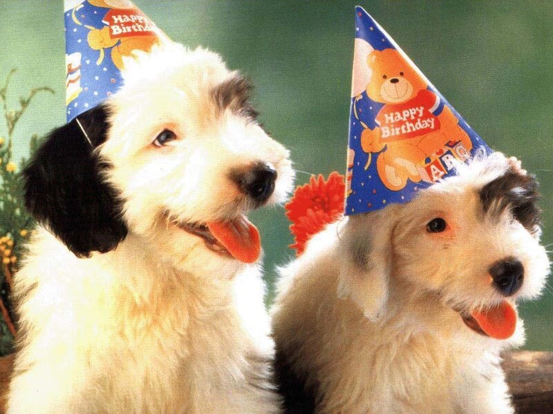 Two Puppies Wearing Hats