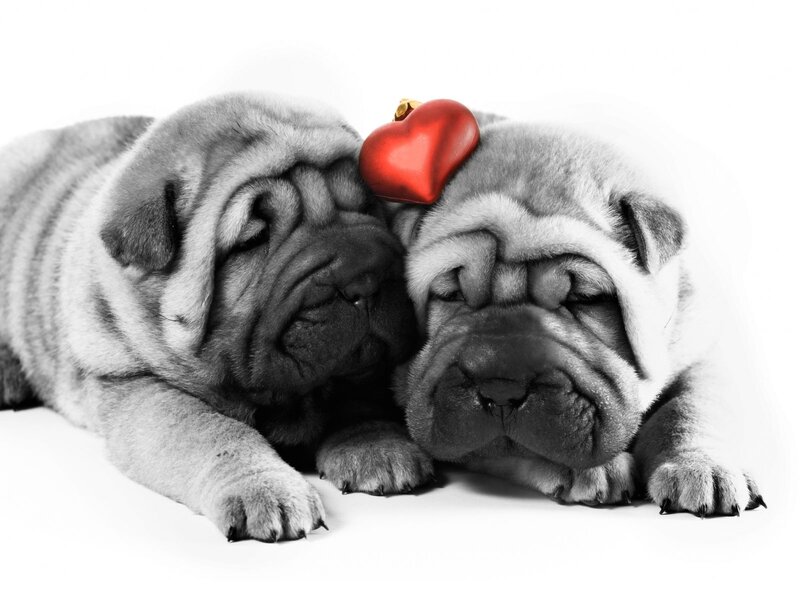 Two puppies with red heart