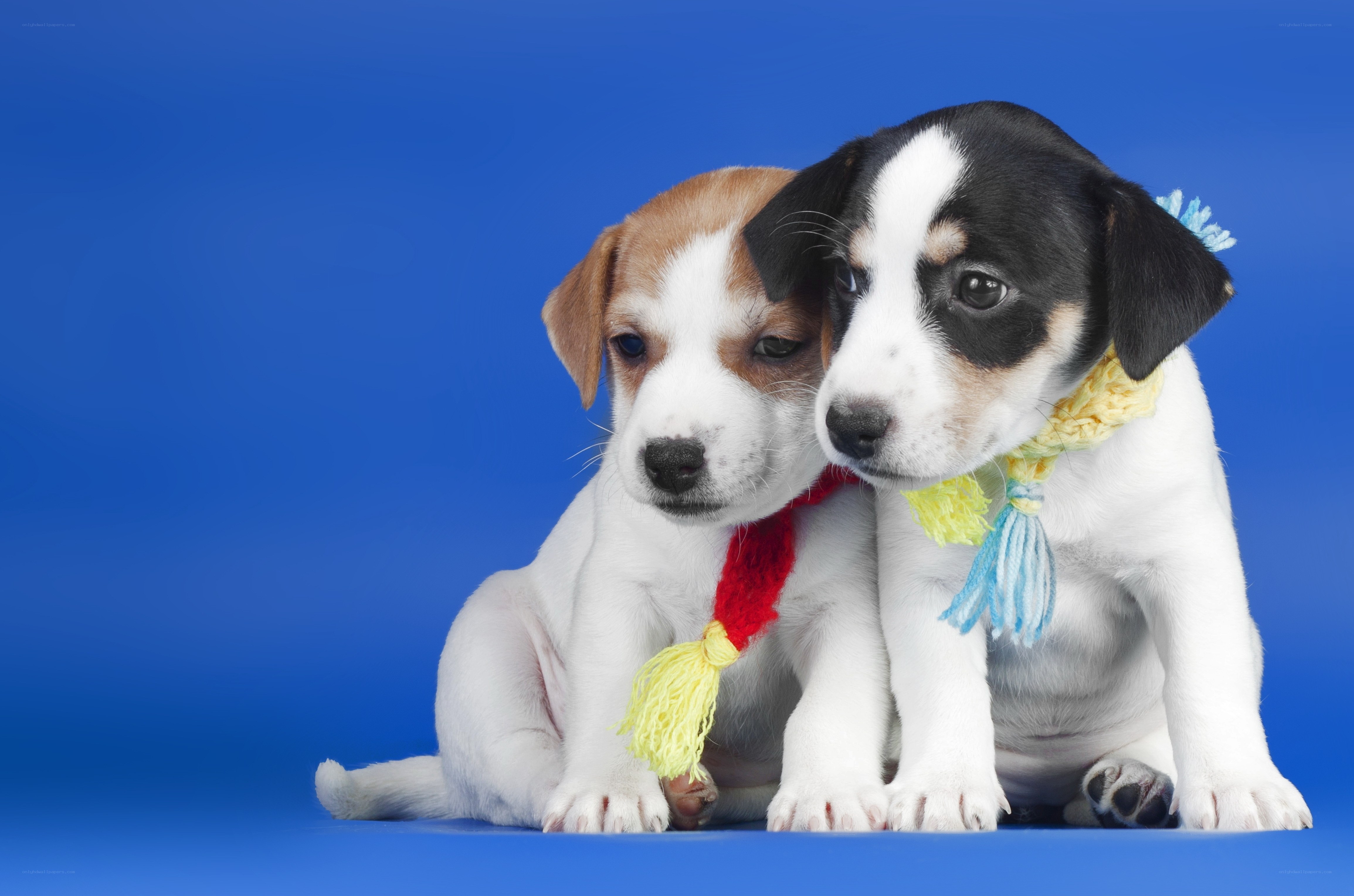 Two puppies with scarves