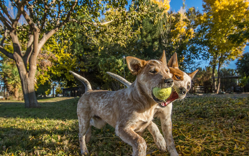 Two Puppies with Tennis Ball