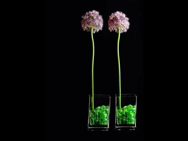 Two Purple Allium Flowers