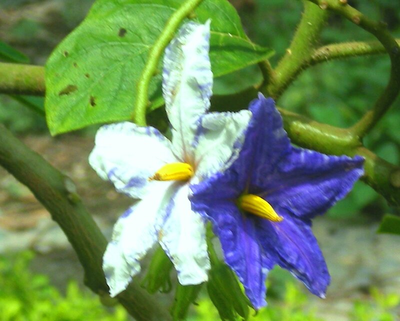 Two Purple and White Flowers