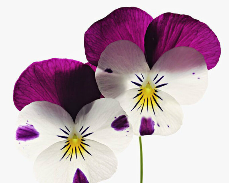 Two Purple and White Pansies — Calm