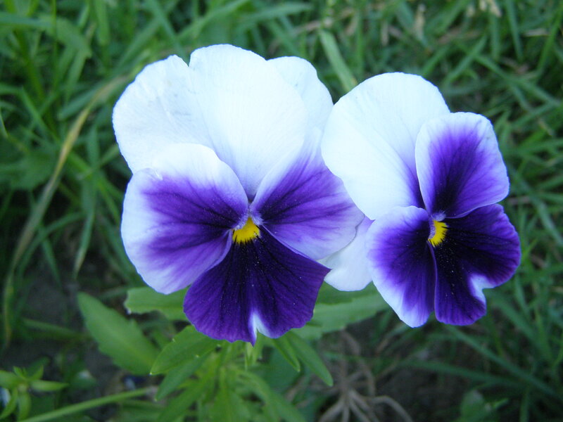 Two Purple-and-white Pansies